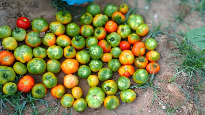 TOMOTTO (குண்டு தக்காளி) TOMOTTO (குண்டு தக்காளி)