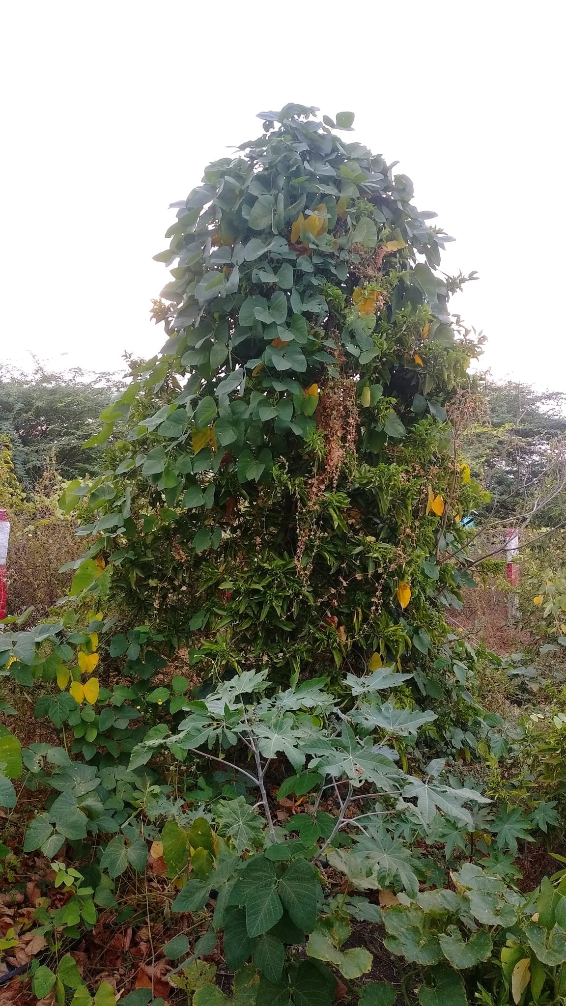 POONAIKALI (பூனைக்காலி) POONAIKALI (பூனைக்காலி)