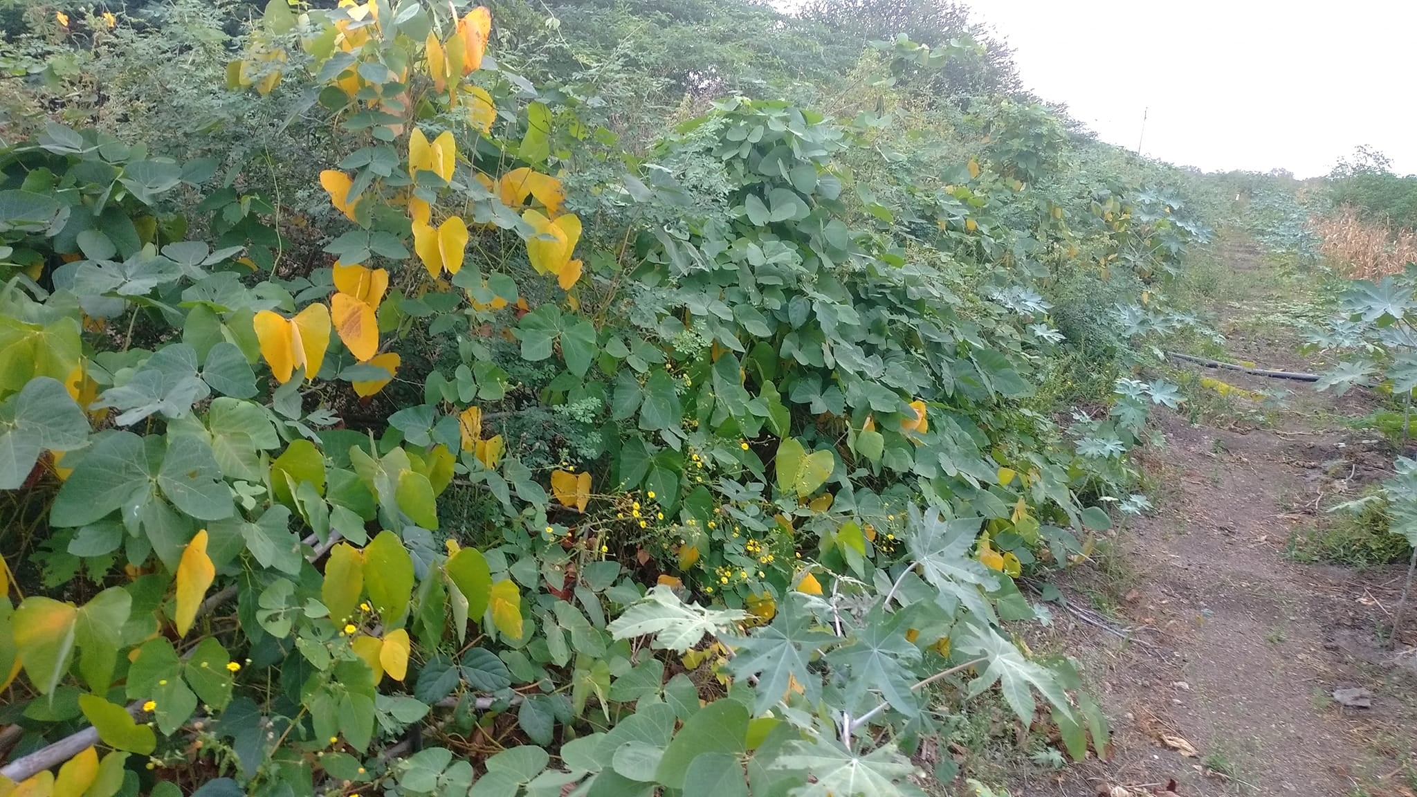 POONAIKALI (பூனைக்காலி) POONAIKALI (பூனைக்காலி)