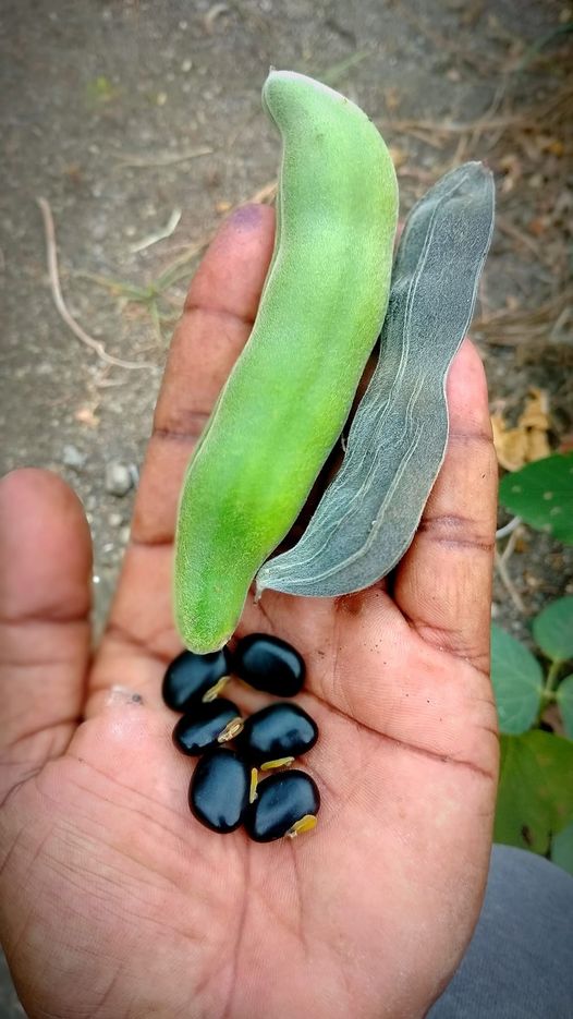 POONAIKALI (பூனைக்காலி) POONAIKALI (பூனைக்காலி)