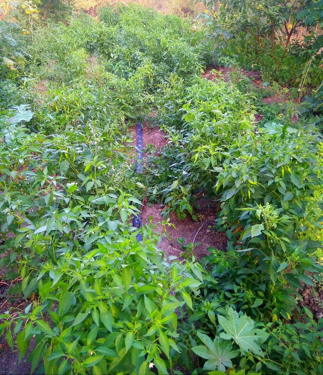 LONG CHILLI (நீள சம்பா மிளகாய்) LONG CHILLI (நீள சம்பா மிளகாய்)