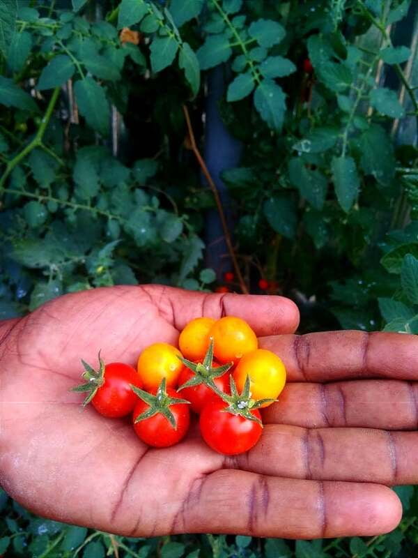 RED CHERRY TOMOTTO - SMALL (சிகப்பு செர்ரி தக்காளி - small) RED CHERRY TOMOTTO - SMALL (சிகப்பு செர்ரி தக்காளி - small)