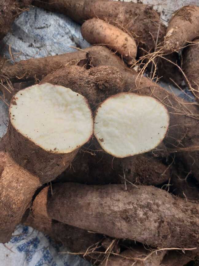 Veththala Valli Medium Veththala Valli Medium
