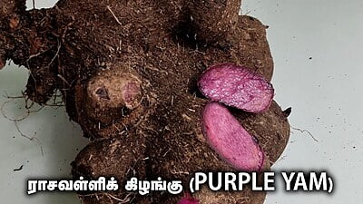 இராசவள்ளி கிழங்கு (Purple yam)