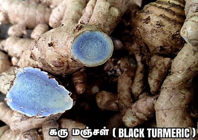 Karu Manjal Seed - Black Turmeric கரு மஞ்சள்
