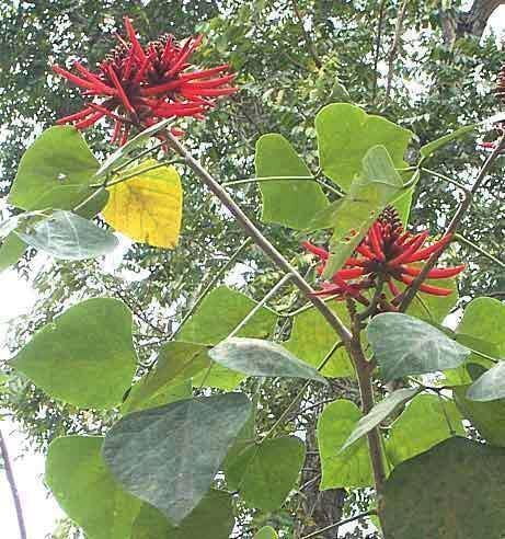 Kalyana Murungai | கல்யாண முருங்கை Kalyana Murungai | கல்யாண முருங்கை
