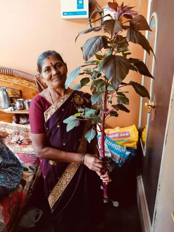 THANDU KEERAI RED ( FOXTAIL AMARANTHUS ) (சிகப்பு தண்டுக்கீரை) THANDU KEERAI RED ( FOXTAIL AMARANTHUS ) (சிகப்பு தண்டுக்கீரை)