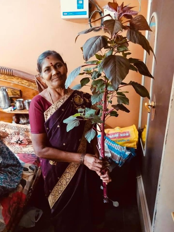 THANDU KEERAI RED ( FOXTAIL AMARANTHUS ) (சிகப்பு தண்டுக்கீரை) THANDU KEERAI RED ( FOXTAIL AMARANTHUS ) (சிகப்பு தண்டுக்கீரை)
