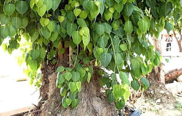 Arasa Maram | Pipal Tree (அரசமரம்) Arasa Maram | Pipal Tree (அரசமரம்)