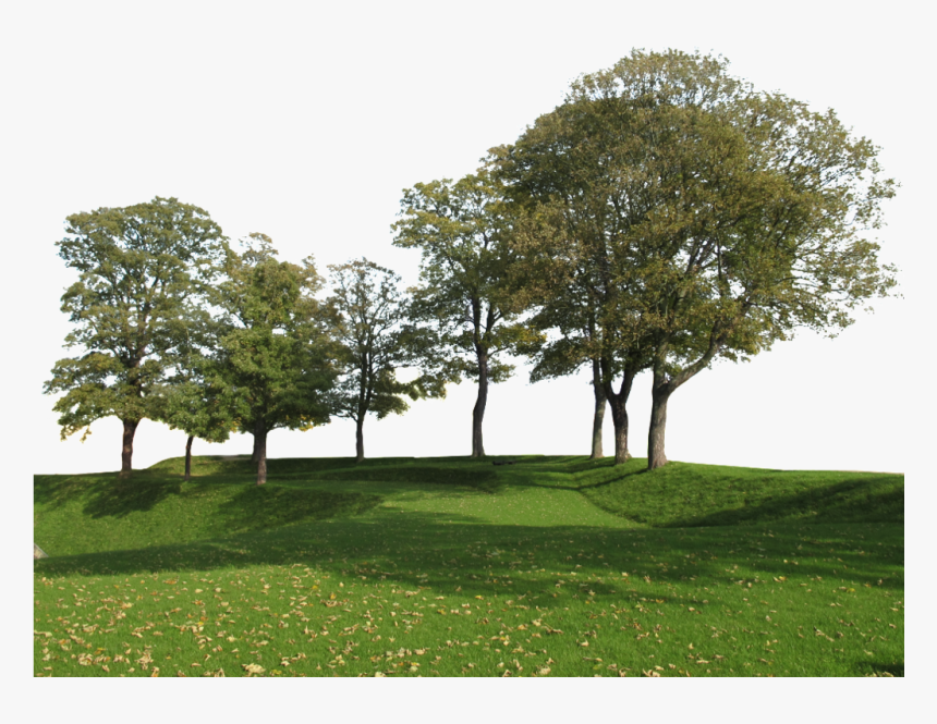 Kulul tree (குழுள் மரம் ) Kulul tree (குழுள் மரம் )