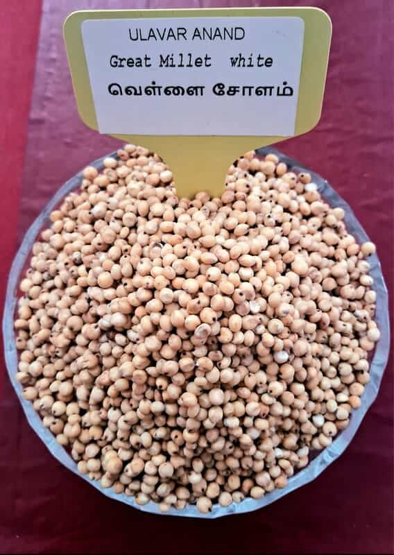 WHITE SOLAM 1KG (வெள்ளை சோளம் | 1 Kg) WHITE SOLAM 1KG (வெள்ளை சோளம் | 1 Kg)