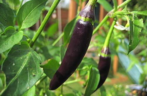 Black Chilly | கருப்பு மிளகாய் Black Chilly | கருப்பு மிளகாய்