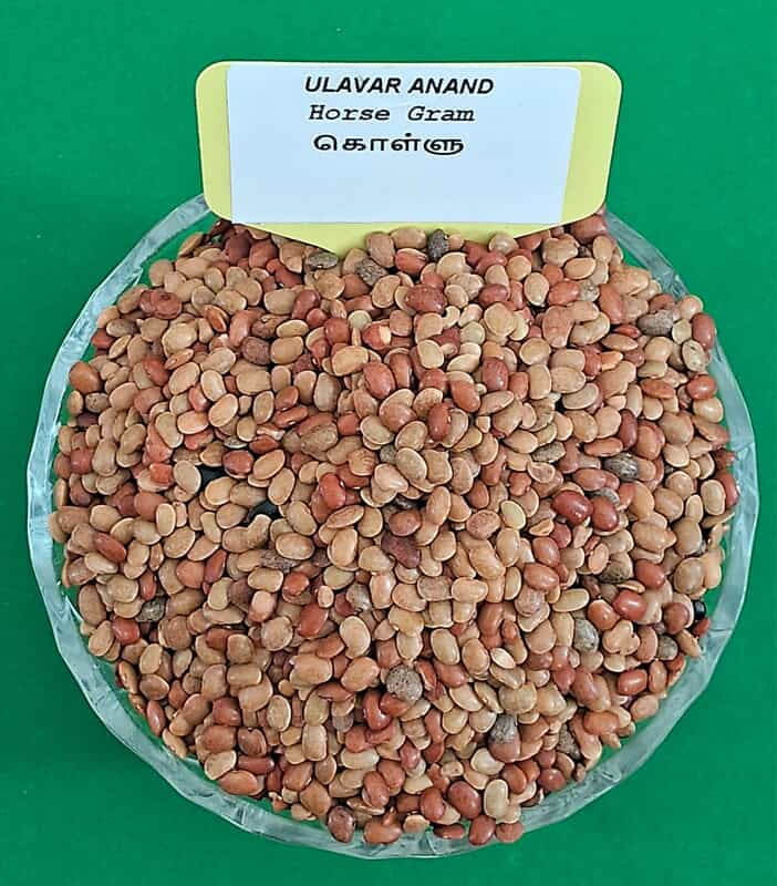 HORSE GRAM 200G KOLLU (கொள்ளு பருப்பு |200G) HORSE GRAM 200G KOLLU (கொள்ளு பருப்பு |200G)