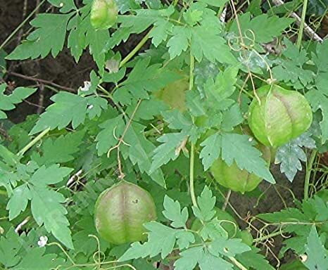 MUDAKATRAN KEERAI - BALLON VINE (முடக்கற்றான் கீரை) MUDAKATRAN KEERAI - BALLON VINE (முடக்கற்றான் கீரை)