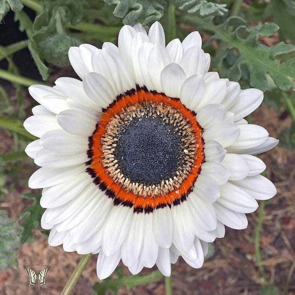 சூரியகாந்தி(வெள்ளை) | Sunflower - White