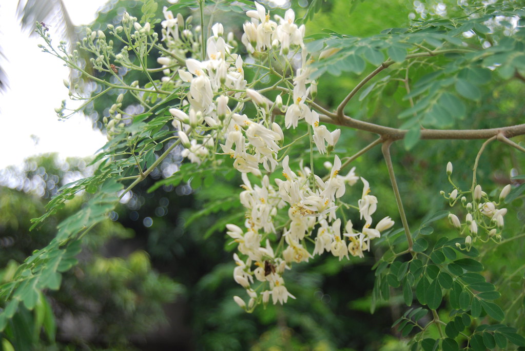Moringa flower 500 G | முருங்கை பூ 500 G