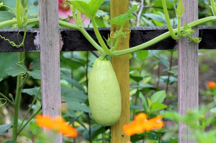 Bottle Gourd - SEEMAI ( சீமைச் சுரைகாய் ) Bottle Gourd - SEEMAI ( சீமைச் சுரைகாய் )