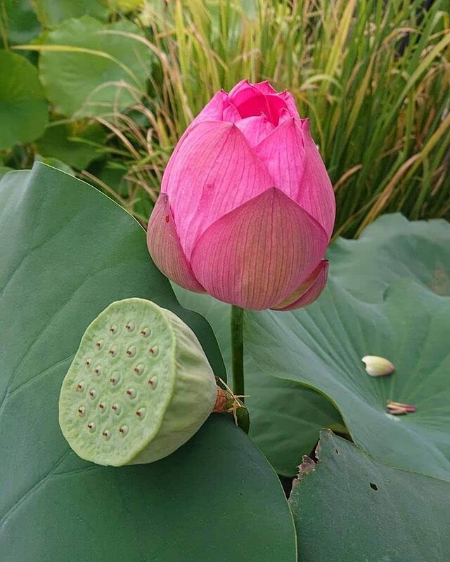 Lotus _ தாமரை Lotus _ தாமரை