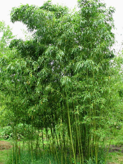 Stone Bamboo ( கல் மூங்கில் ) Stone Bamboo ( கல் மூங்கில் )