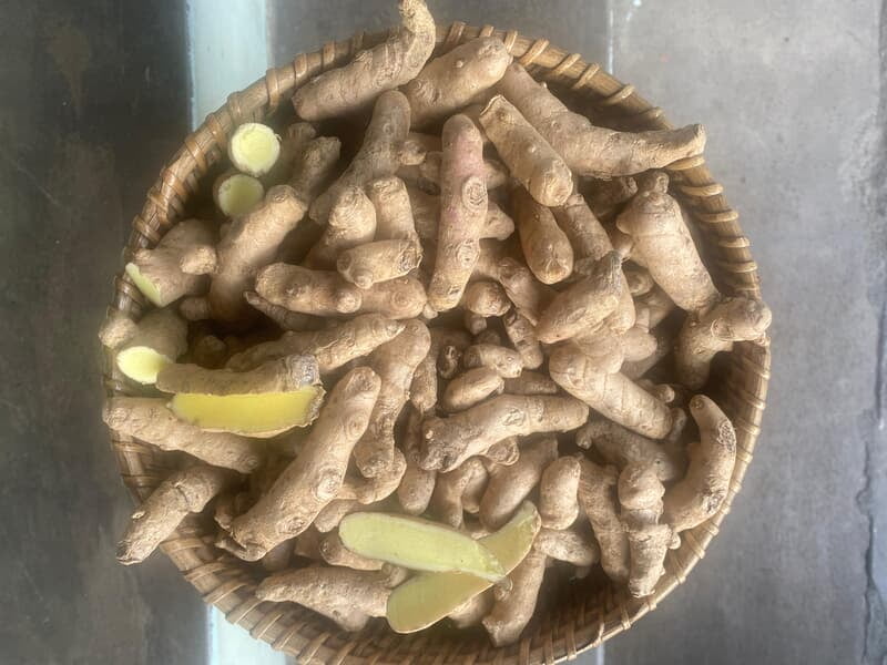 Mango Ginger Seed Mango Ginger Seed