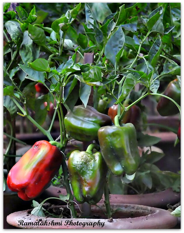 capsicum | குடை மிளகாய் capsicum | குடை மிளகாய்
