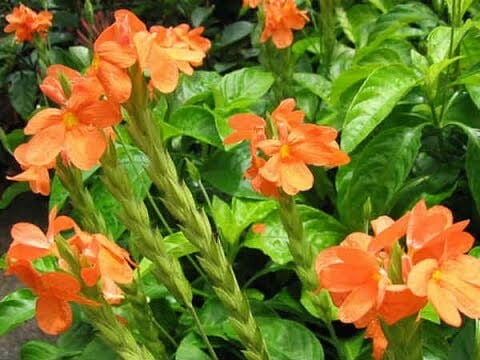 Kanagamaram (கனகாம்பரம் பூ ) Kanagamaram (கனகாம்பரம் பூ )