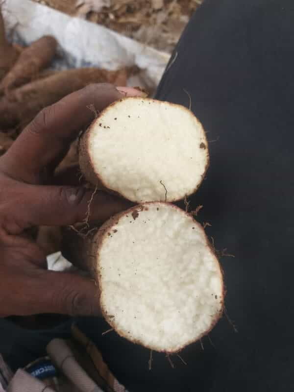 Veththala Valli Medium Veththala Valli Medium
