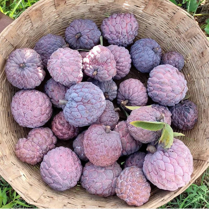 red custard apple ( சிகப்பு சீதா ) red custard apple ( சிகப்பு சீதா )