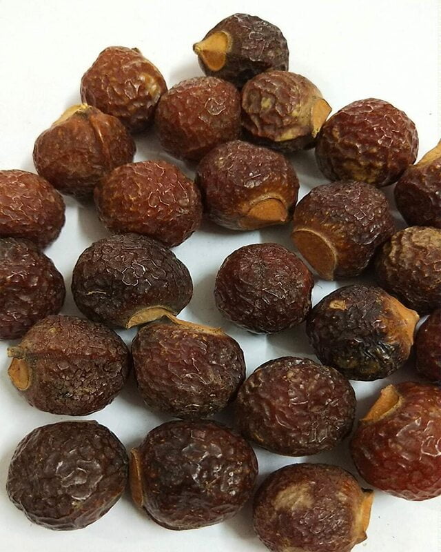 Poonthi Kottai | Soap Nut Tree (பூந்தி கொட்டை) Poonthi Kottai | Soap Nut Tree (பூந்தி கொட்டை)
