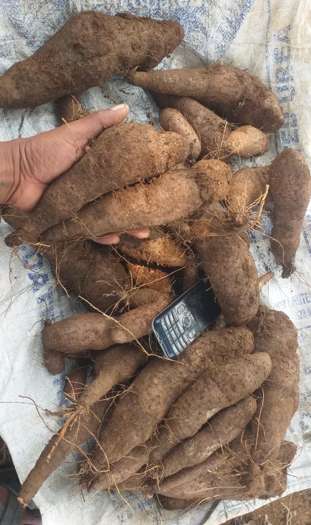 Veththala Valli Medium Veththala Valli Medium