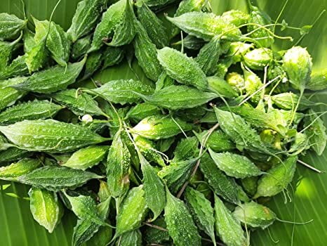 MITHI PAGAL SHORT BITTER GOURD (மிதி பாகல்) MITHI PAGAL SHORT BITTER GOURD (மிதி பாகல்)