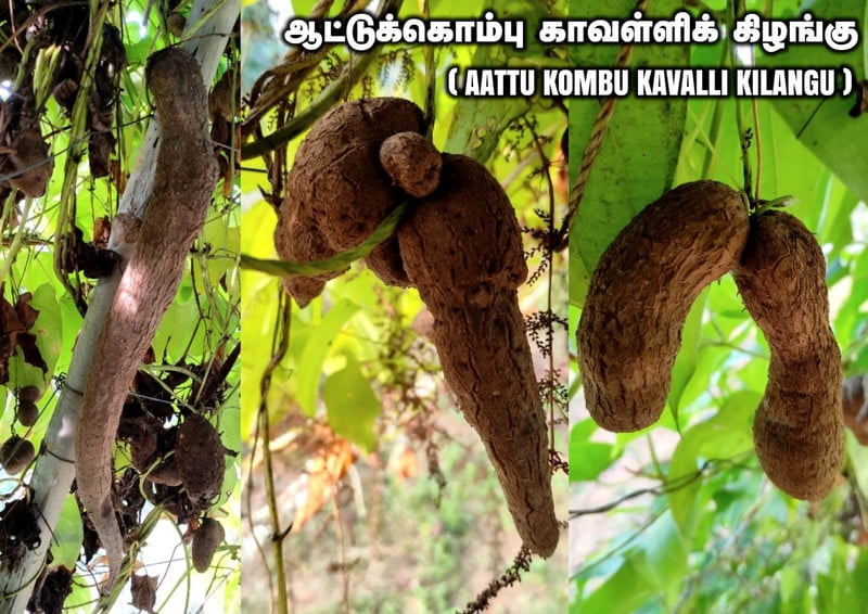 Aattu Kombu Kavalli Kilangu Aattu Kombu Kavalli Kilangu