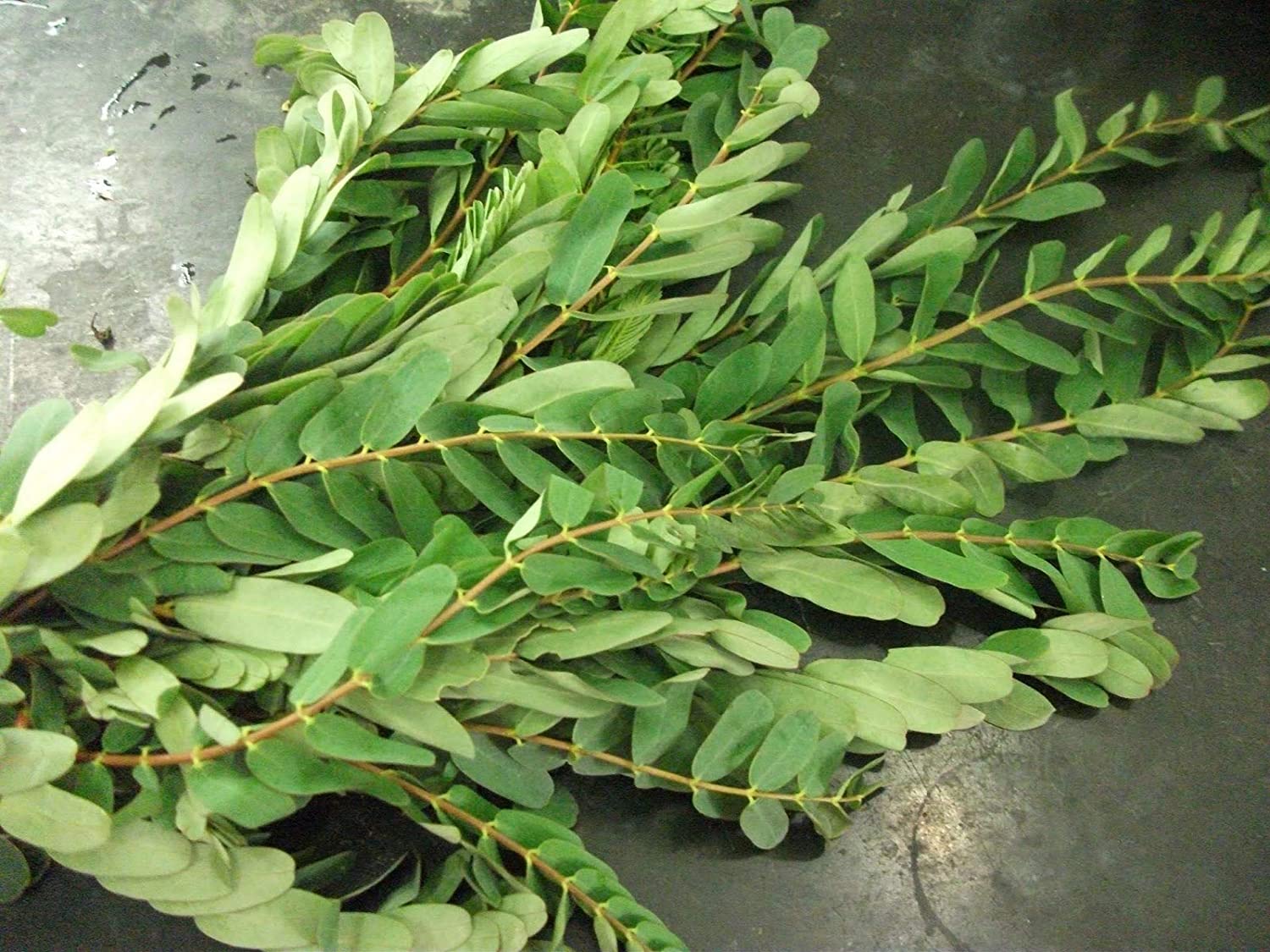 AGATHI KEERAI ( HUMMING BIRD TREE SEEDS ) AGATHI KEERAI ( HUMMING BIRD TREE SEEDS )