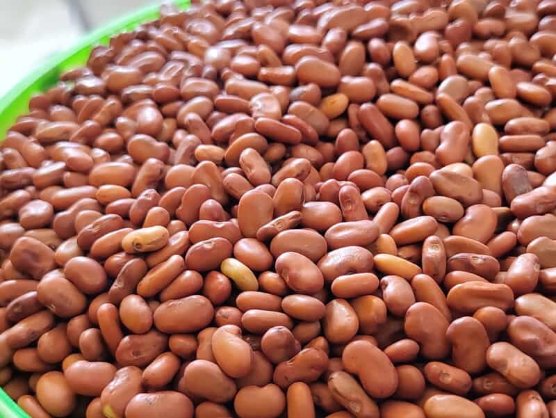 AGATHI KEERAI ( white HUMMING BIRD TREE SEEDS ) (அகத்திகீரை) AGATHI KEERAI ( white HUMMING BIRD TREE SEEDS ) (அகத்திகீரை)