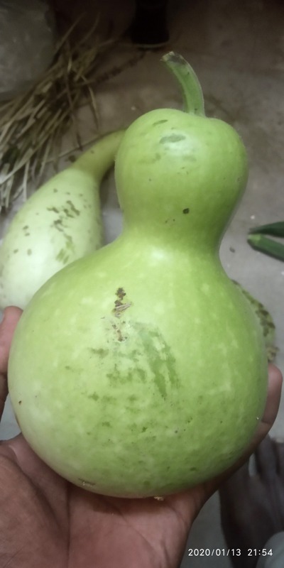 Agathiyar Bottlegourd ( அகத்தியர் சுரைக்காய்) Agathiyar Bottlegourd ( அகத்தியர் சுரைக்காய்)