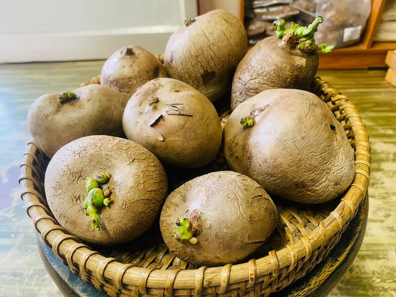 Air potato கொடி உருளை விதை கிழங்கு-Medium Air potato கொடி உருளை விதை கிழங்கு-Medium