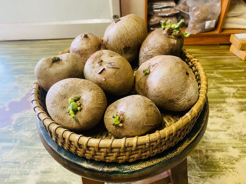 Air potato கொடி உருளை விதை கிழங்கு-Medium Air potato கொடி உருளை விதை கிழங்கு-Medium