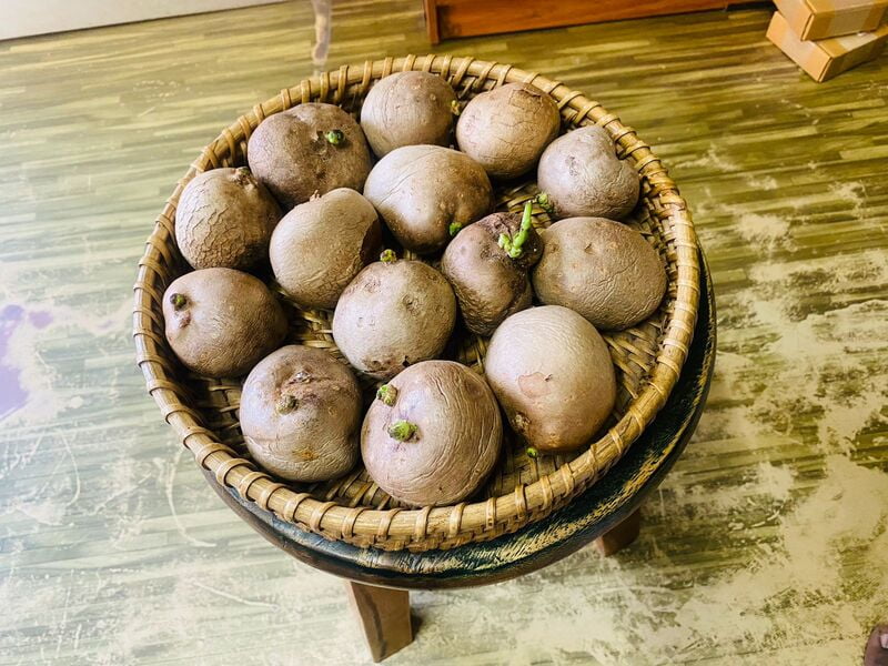 Copy of Air potato கொடி உருளை விதை கிழங்கு-SMALL Copy of Air potato கொடி உருளை விதை கிழங்கு-SMALL