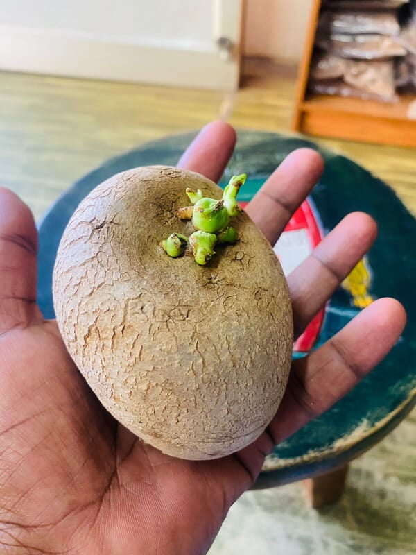 Air potato கொடி உருளை விதை கிழங்கு Air potato கொடி உருளை விதை கிழங்கு