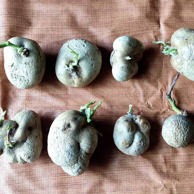Air Potato  | Dioscorea bulbifera