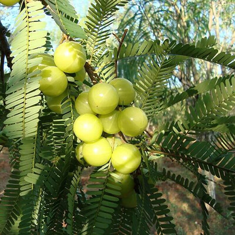 Amla (பெருநெல்லி ) Amla (பெருநெல்லி )
