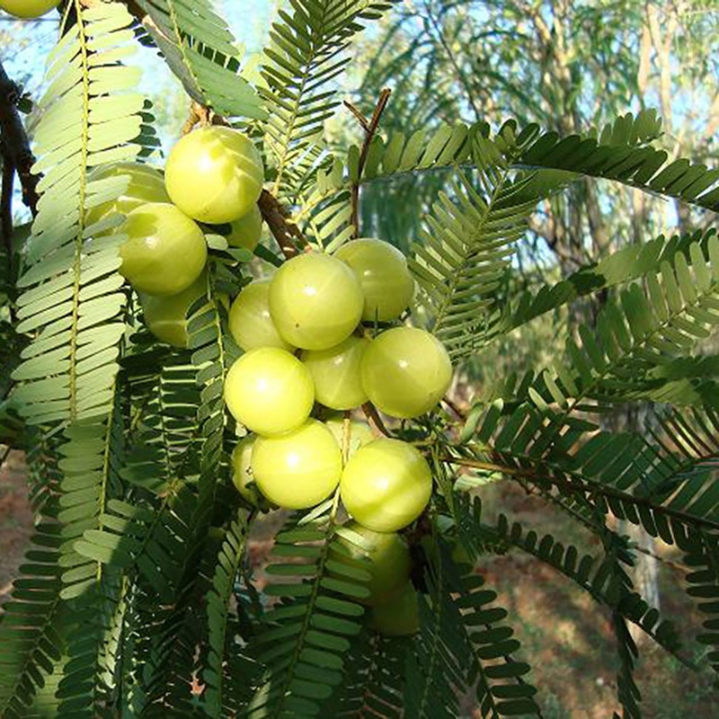 Amla (பெருநெல்லி )