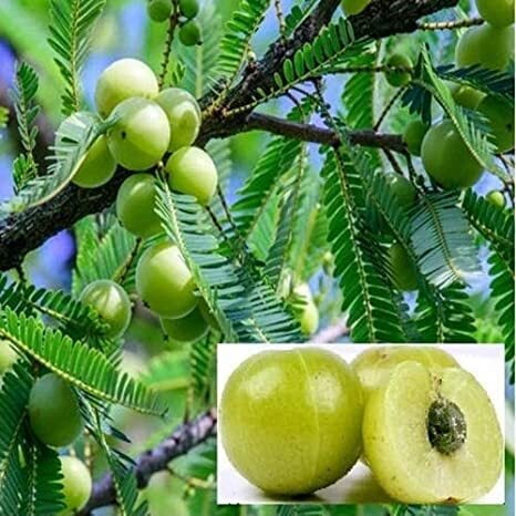 Amla (பெருநெல்லி ) Amla (பெருநெல்லி )