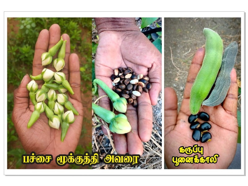 Green  Mookuththi Avarai  ( Clove Beans )