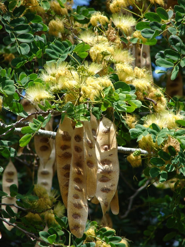 Albizia lebbeck (அயல் வாகை) Albizia lebbeck (அயல் வாகை)