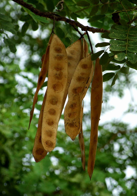 Albizia lebbeck (அயல் வாகை) Albizia lebbeck (அயல் வாகை)