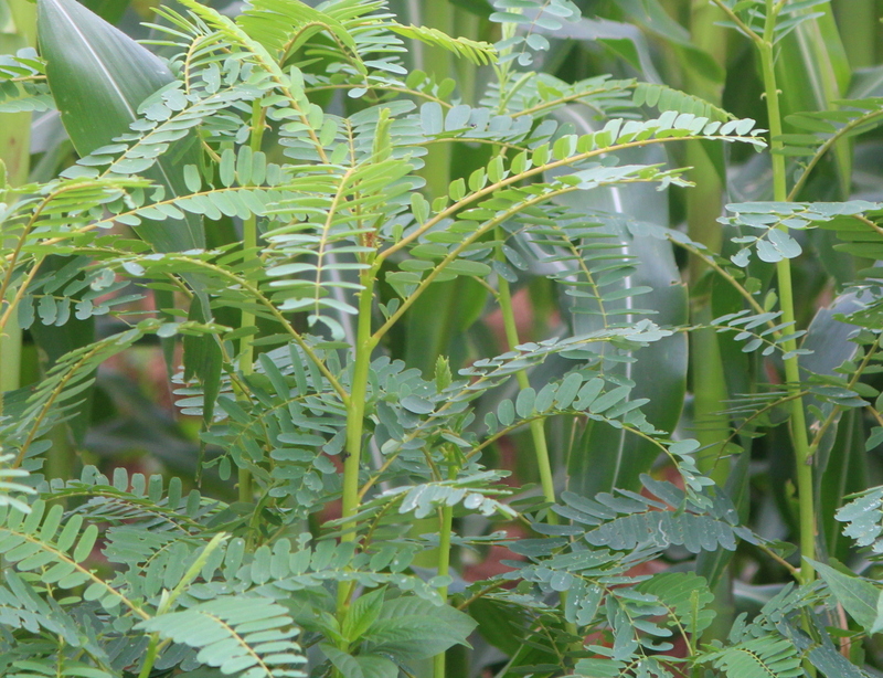 AGATHI KEERAI ( HUMMING BIRD TREE SEEDS ) AGATHI KEERAI ( HUMMING BIRD TREE SEEDS )