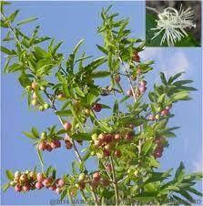 Alinji tree (அலிஞ்சி )