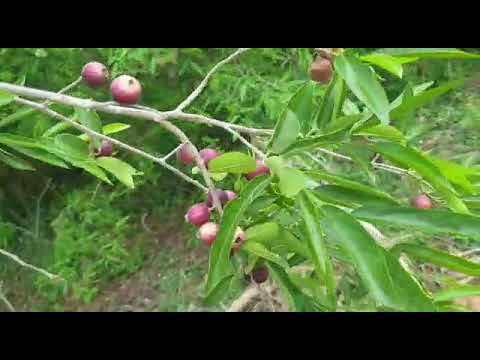 Alinji tree (அலிஞ்சி )