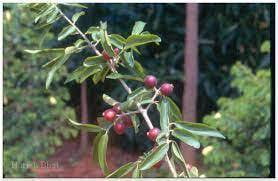 Alinji tree (அலிஞ்சி )
